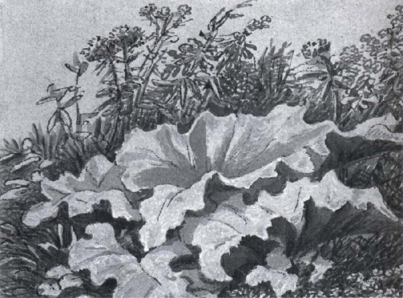 Johann Wolfgang von Goethe Plant study china oil painting image